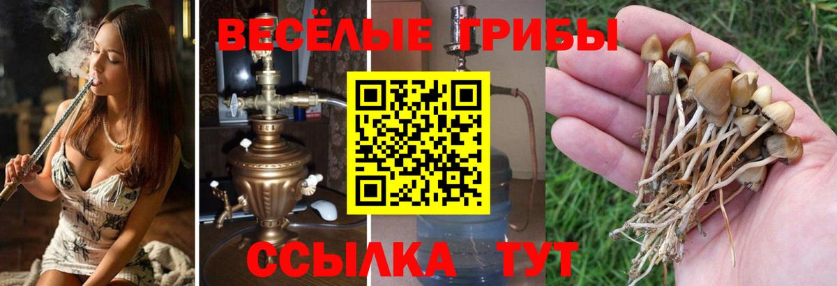 Псилоцибиновые грибы GOLDEN TEACHER Амурск
